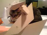 Tumblr 存档