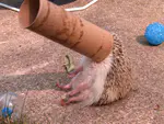 Tumblr 存档