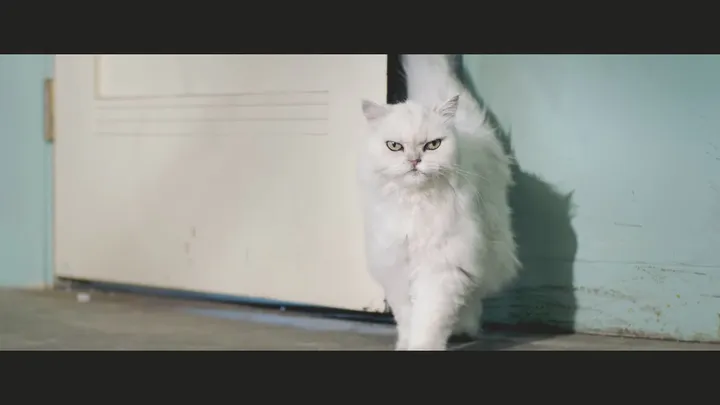 Roar: From A Meow To A Roar (单曲预告)